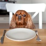 chien en attente de nourriture