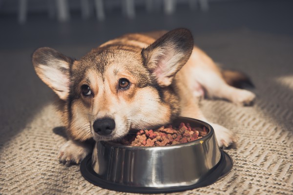 un bol rempli de nourriture pour chiens