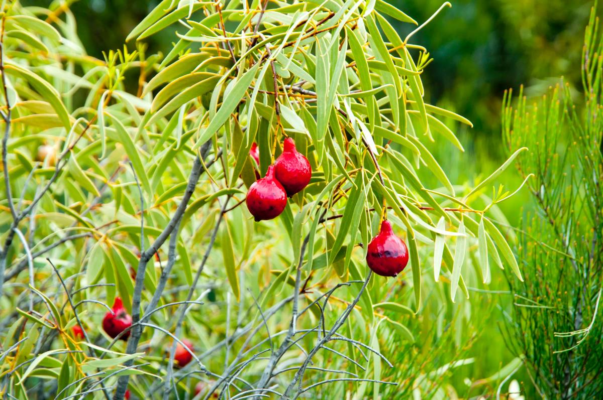 fruit quandong