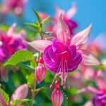 Le fuchsia : une couleur tendance entre rose et violet pour illuminer votre intérieur et votre style