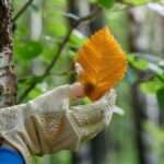 Comment identifier un arbre par ses feuilles : guide complet pour reconnaître les essences forestières